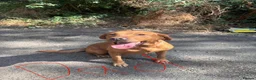 Labrador Retriever dogs for sale: 9 beautiful Labrador puppies for sale  in Worcester - Advert 11