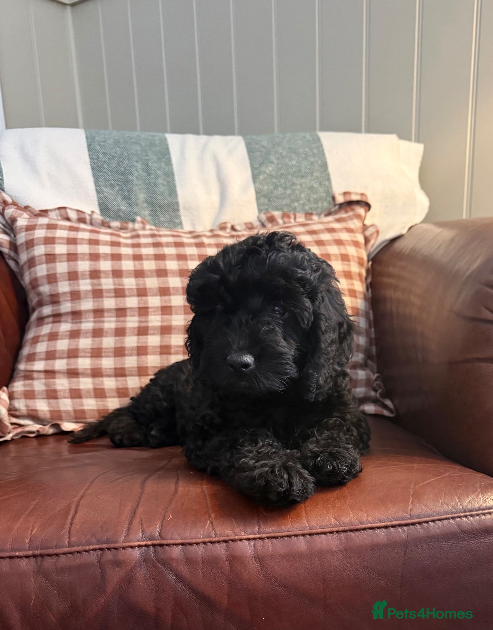 Cockapoo dogs Last Health Tested F1 Cockapoo puppy - Advert 1