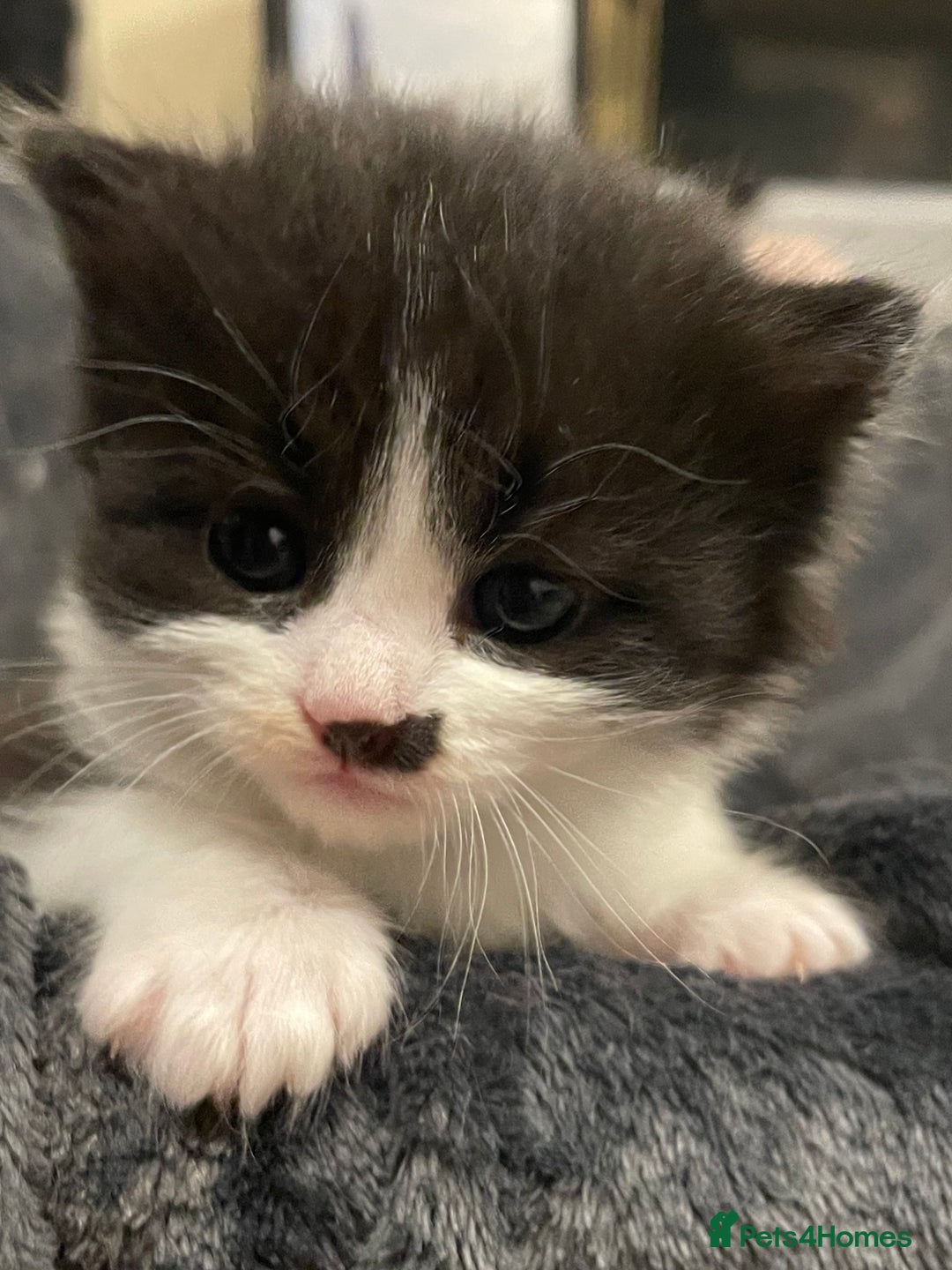 Mixed Breed cats for sale: Ready to go 1 Black and white girl left - Image 9