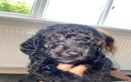 Cavapoo dogs for sale: Maltipoo  - Image 3