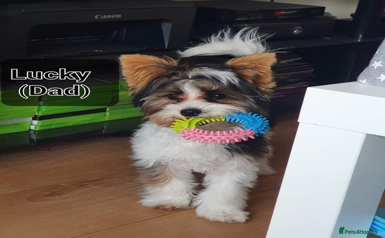 Biewer Terrier dogs - Advert 1