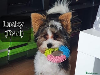 Biewer Terrier dogs for sale - Advert 1