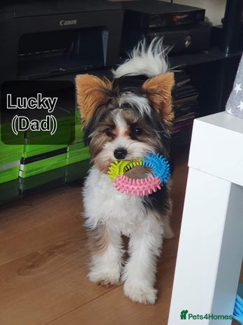 Biewer Terrier dogs - Advert 3