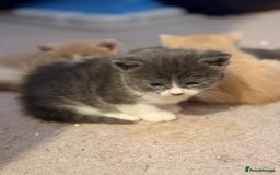 British Shorthair cats for sale: 🐾Turkish Angora × British Blue Kittens Ready Soon - Image 3