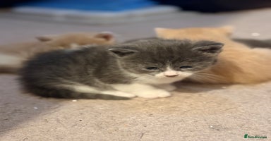 British Shorthair cats - Advert 7