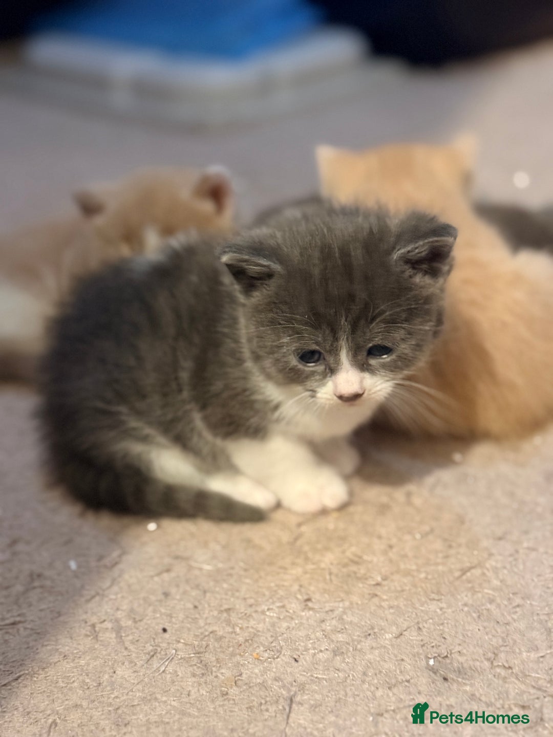 British Shorthair cats for sale: 🐾Turkish Angora × British Blue Kittens Ready Soon - Image 3