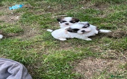Shih Tzu dogs for sale: Beautiful shih Tzu puppies - Image 9
