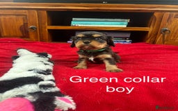 Cavalier King Charles Spaniel dogs for sale: Gorgeous Cavalier King Charles puppies for sale - Image 4