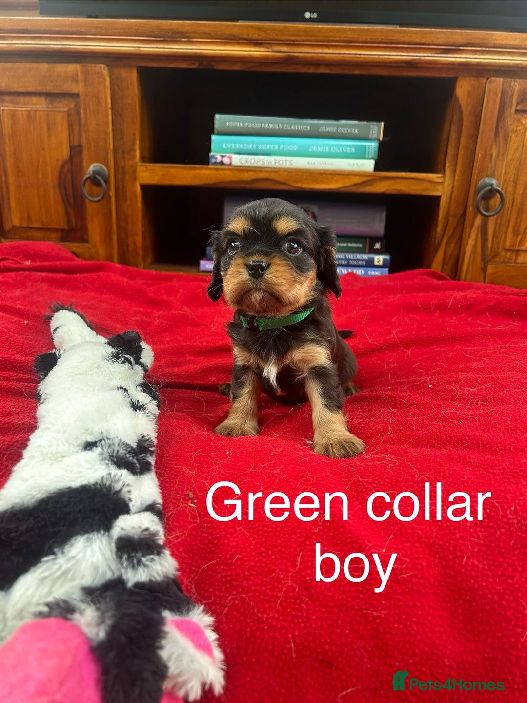 Cavalier King Charles Spaniel dogs for sale: Gorgeous Cavalier King Charles puppies for sale - Image 4