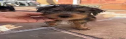 Yorkshire Terrier dogs for sale: Yorkshire Terrier Puppies 10 Weeks  - Advert 9