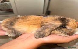 Mini Lop rabbits for sale: 4 gorgeous mini lop bunnies for sale  - Image 5