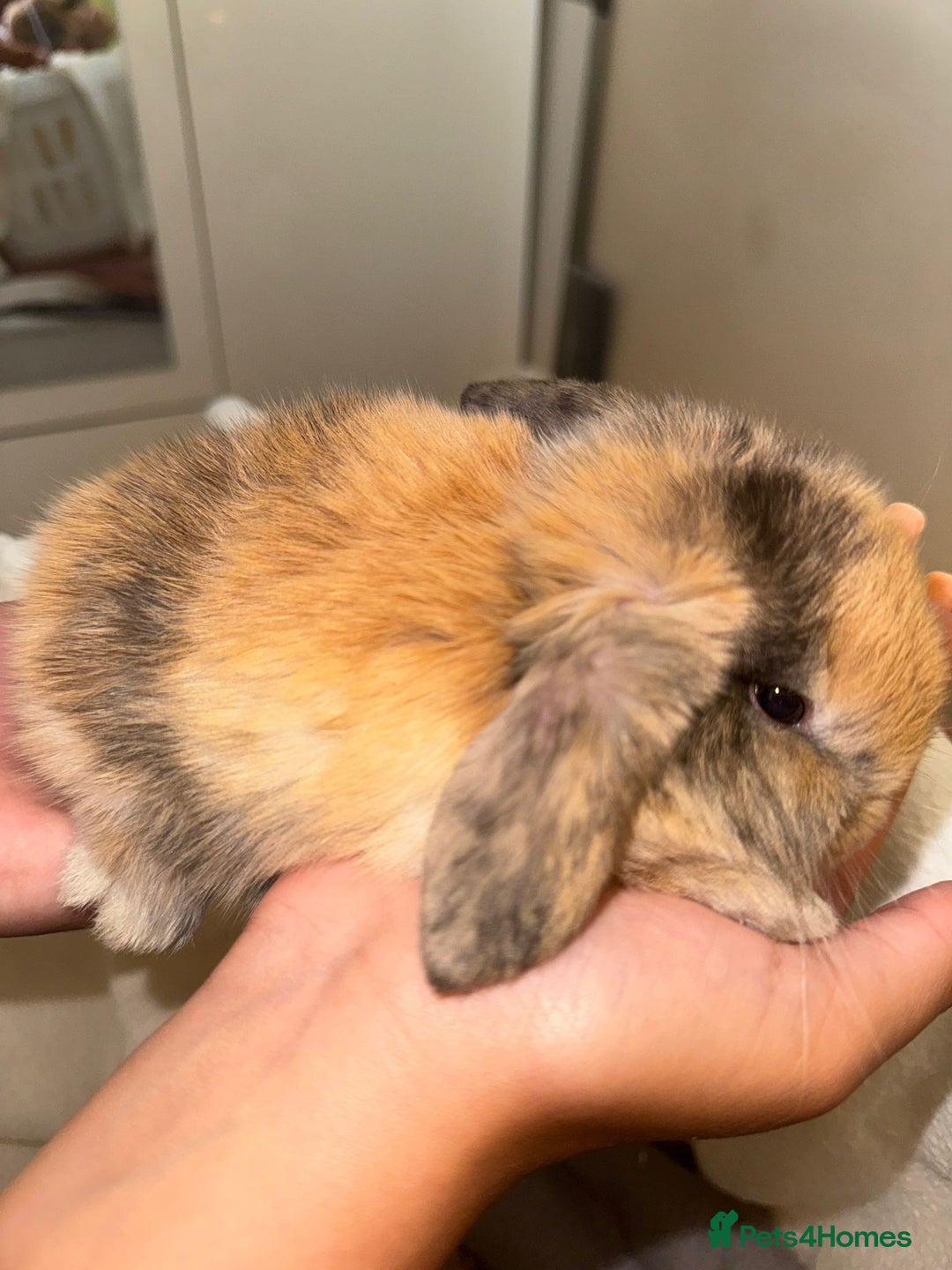 Mini Lop rabbits for sale: 4 gorgeous mini lop bunnies for sale  - Image 5