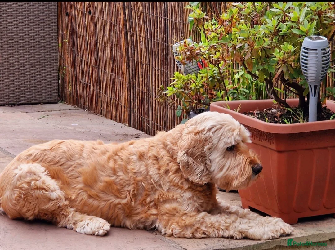 Cockapoo dogs for sale: Cockapoo male  - Advert 1