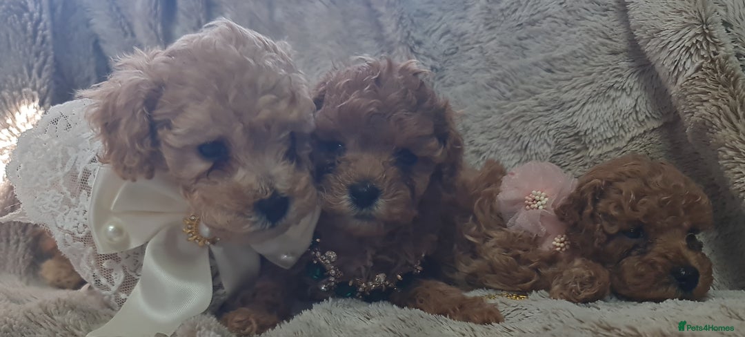 Toy Poodle dogs for sale: Tiny kc puppies,DNA&Genetic tested parents  - Image 12