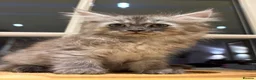 Mixed Breed cats for sale: 3 Dark grey mixed persian chinchilla kittens - Advert 9