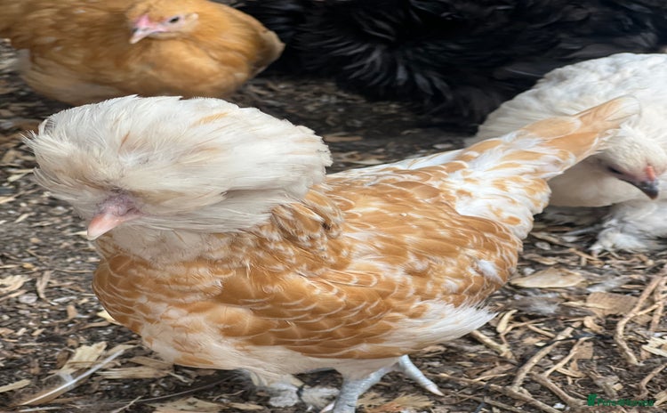 Chickens poultry - Advert 3