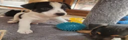 Jack Russell dogs for sale: Jack Russell puppies  - Advert 3