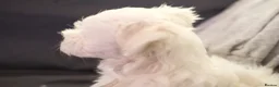 Maltese dogs for sale: Maltes puppy  - Advert 6