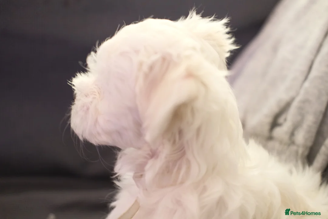 Maltese dogs for sale: Maltes puppy  - Advert 6