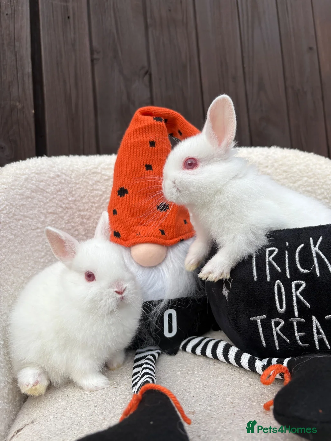 Netherland Dwarf rabbits for sale: gorgeous Netherland dwarf babies. Ruby eyed white  - Advert 2