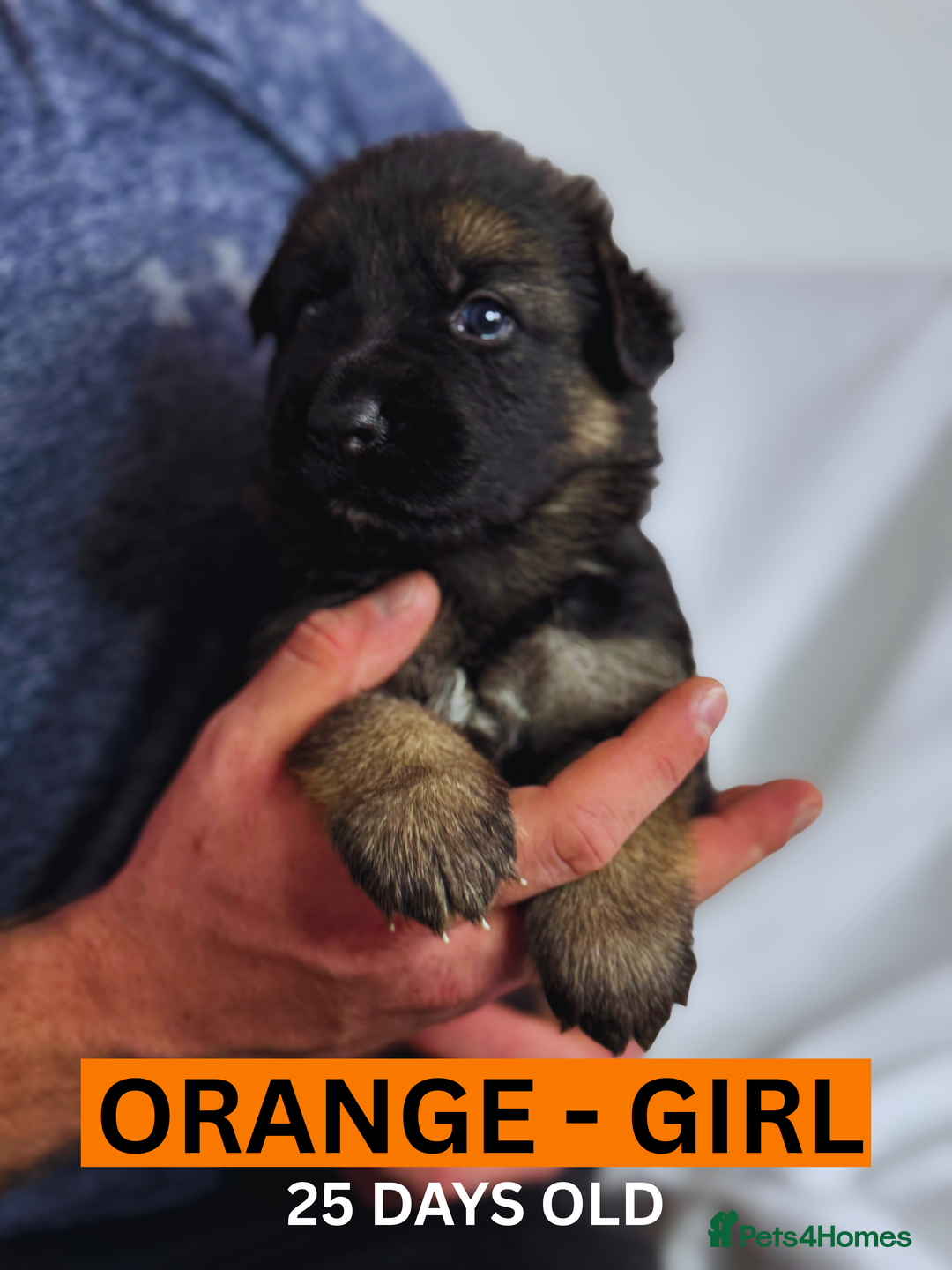 German Shepherd dogs for sale: Beautiful German Shepherd Puppies - Image 10
