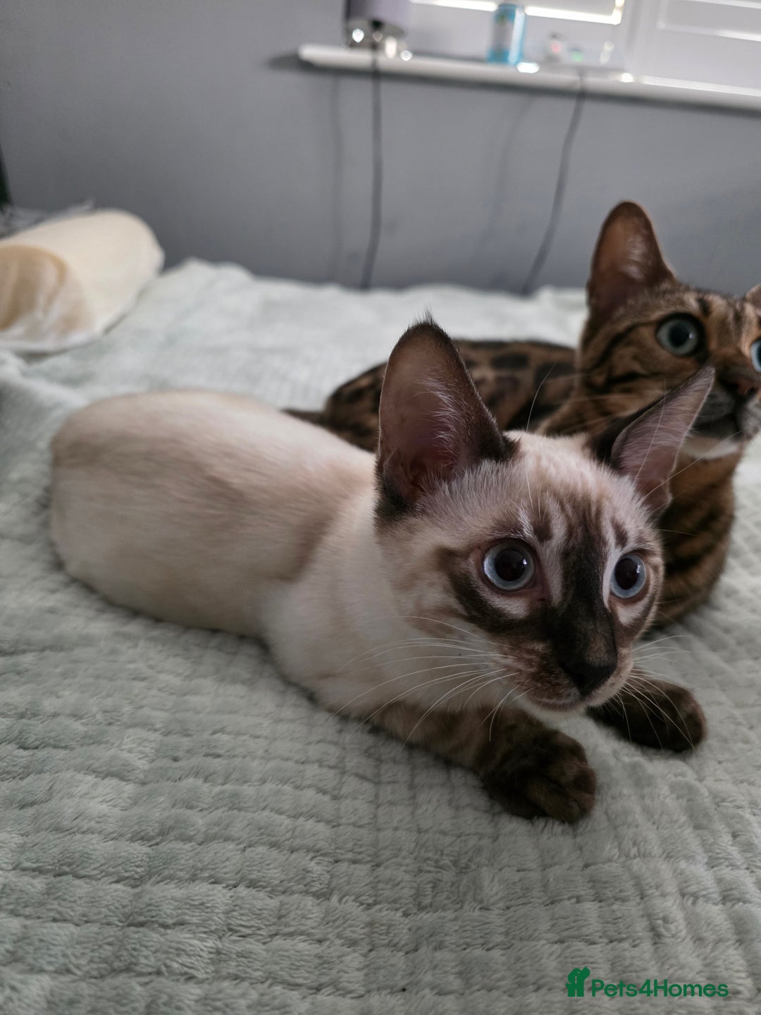 Bengal cats for sale:  CHAMPION LINE Top Quality Bengal -DNA Tested - Image 7