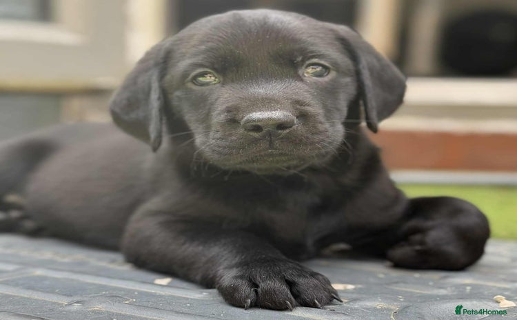 Labrador Retriever dogs - Advert 4