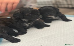 Yorkiepoo dogs for sale: Yorkiepoos - Image 5