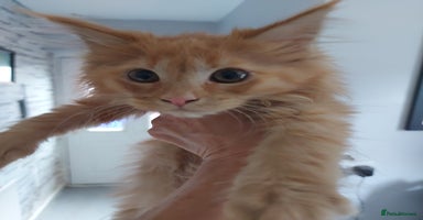 Maine Coon cats - Advert 3
