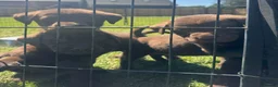 Labrador Retriever dogs for sale: KC chocolate Labrador puppies for sale - Advert 4