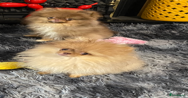 Pomeranian dogs 3 outstanding Pomeranian puppies  - Advert 5