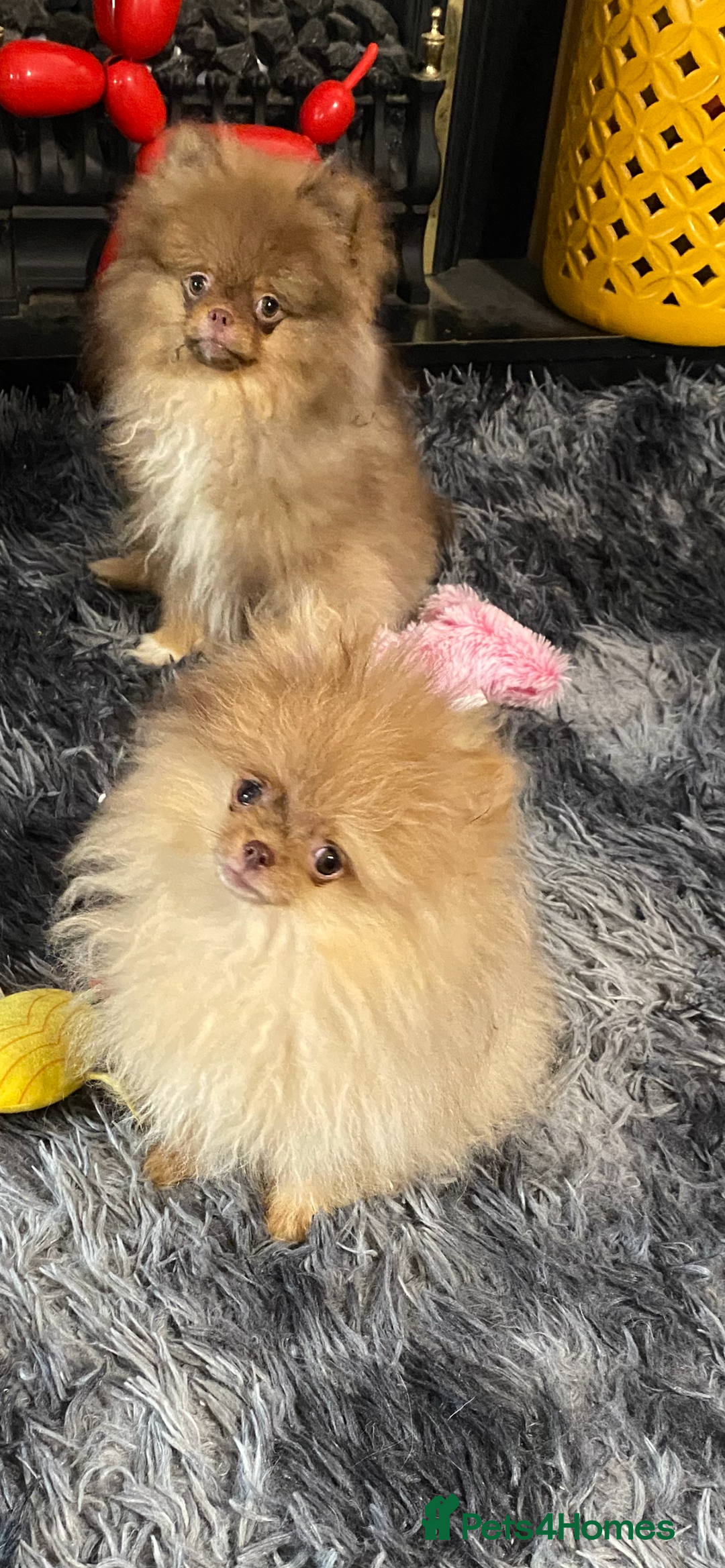 Pomeranian dogs for sale: 3 outstanding Pomeranian puppies  - Image 4