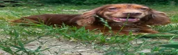 Cocker Spaniel dogs for stud: Cocker spaniel for stud - Advert 4