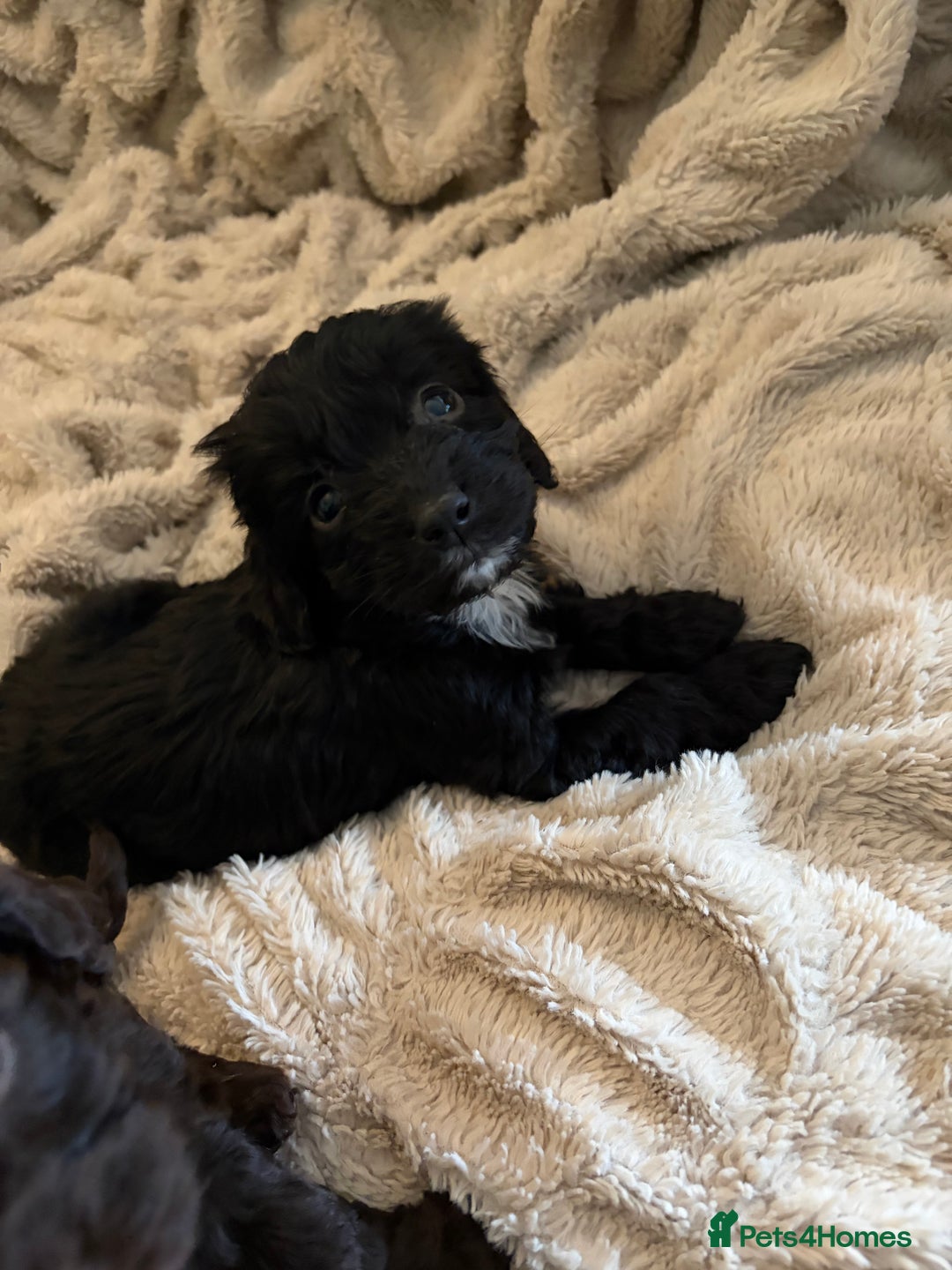 Cockapoo dogs for sale: Beautiful litter of Cockapoo puppies F1 - Advert 24