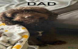 Cockapoo dogs for sale: Toy cocker poo f2 pups - Image 20