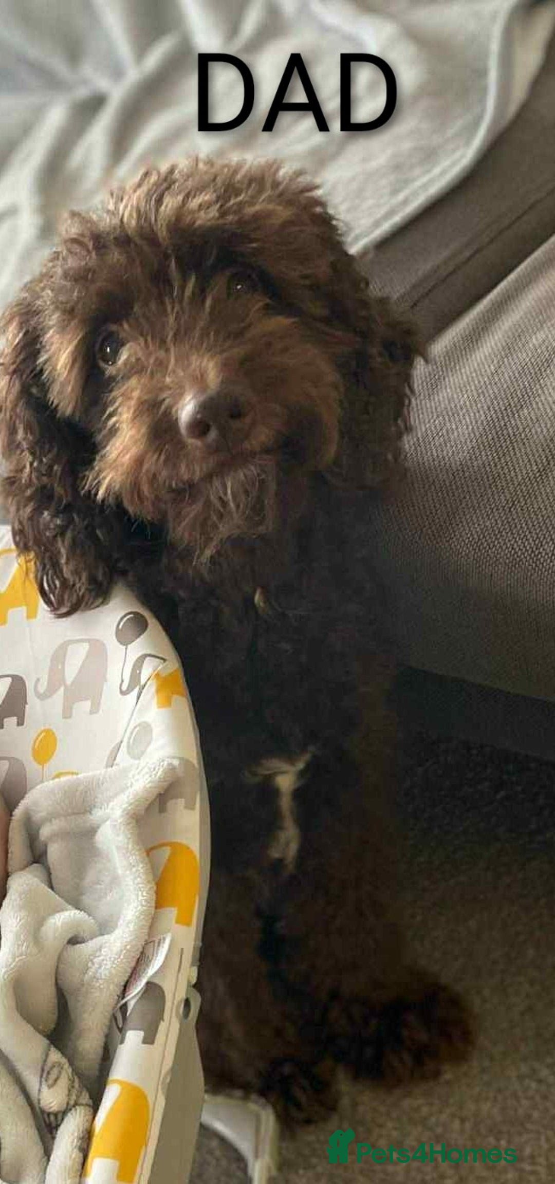 Cockapoo dogs for sale: Toy cocker poo f2 pups - Image 20