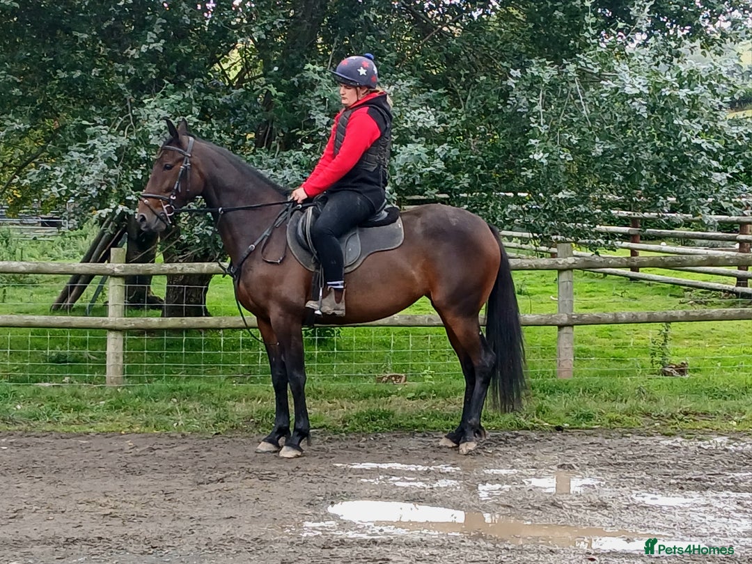 American Standardbred horses for sale: Allrounder horse  - Image 1
