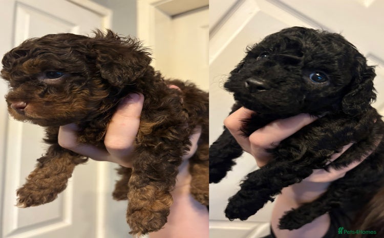 Shihpoo dogs - Advert 2