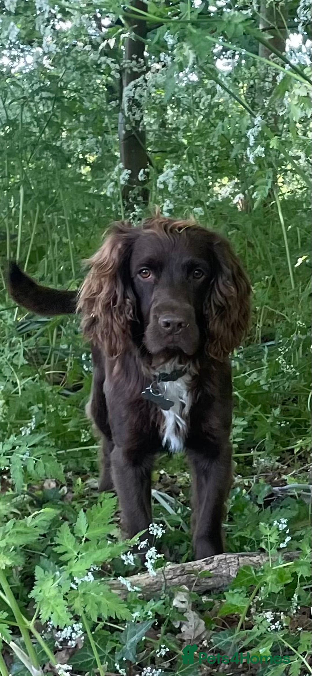 Cocker Spaniel dogs for sale: Stunning Working Cocker Spaniel pups  - Image 6