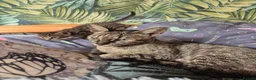 Savannah cats for sale: F3 savannah kittens - Advert 5