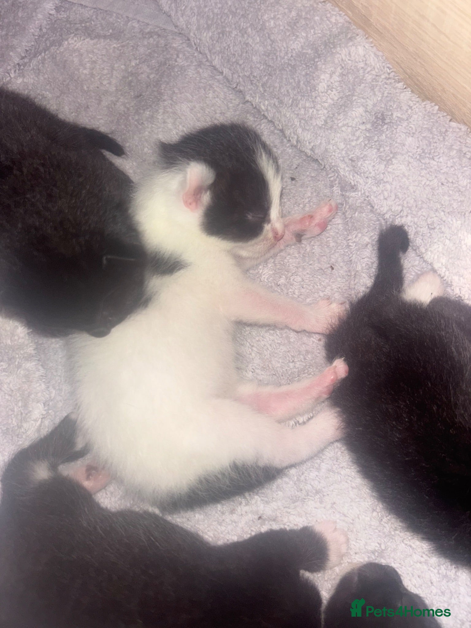 Mixed Breed cats Beautiful kittens looking for there forever home  - Advert 17