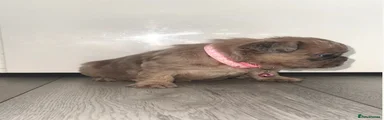 French Bulldog 6
