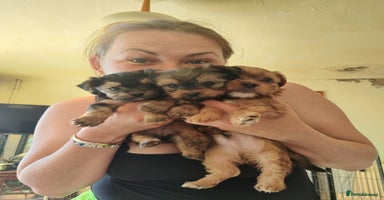 Yorkshire Terrier dogs - Advert 13