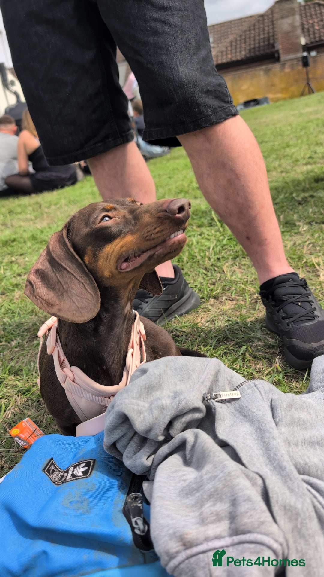 Miniature Dachshund dogs for sale: Female dachshund 2 years old  - Image 4