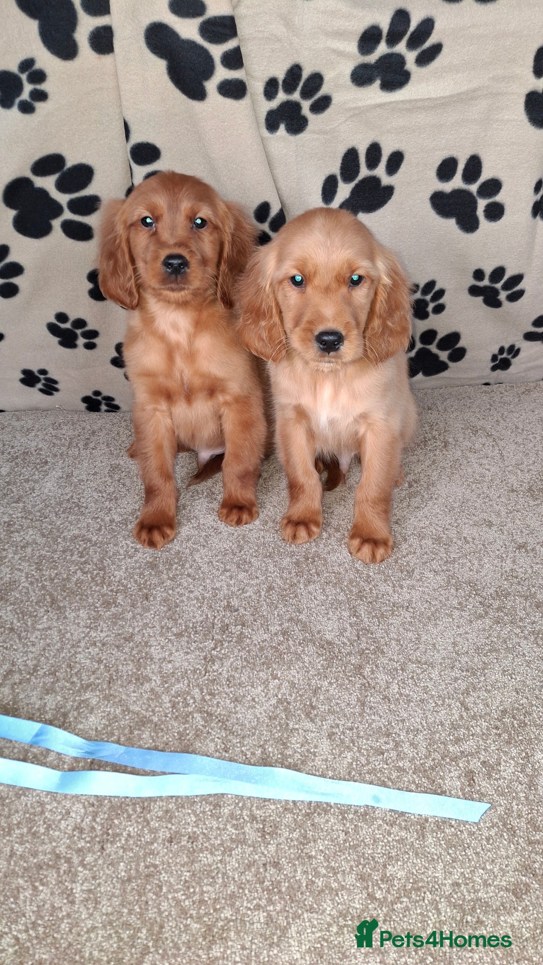 Mixed Breed dogs for sale: Beautiful golden irish puppies. - Advert 4