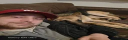 Golden Shepherd dogs for sale: German Shepherd/ Golden Shepherd 11 month old  - Advert 15