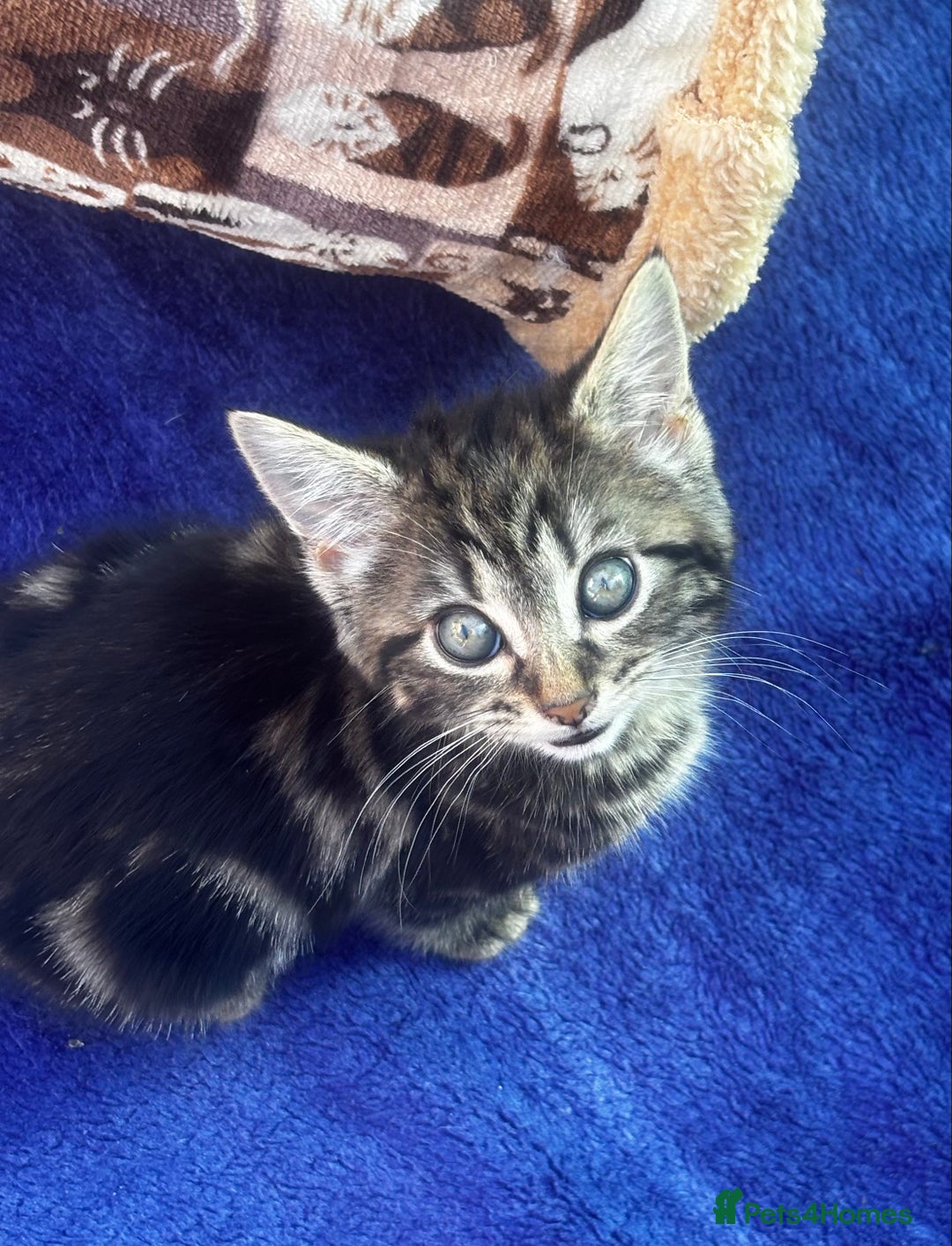 Norwegian Forest Cat cats for sale: Beautiful fluffy kittens - Image 27