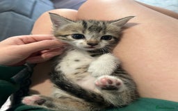 British Shorthair cats for sale: 4 kittens for sale: 3 girls 1 boy mixed coats  - Image 11
