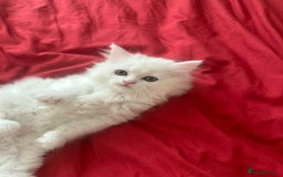 Mixed Breed cats for sale: 4 beautiful kitten - Image 18