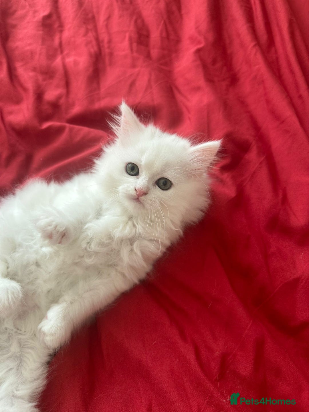 Mixed Breed cats for sale: 4 beautiful kitten - Image 18